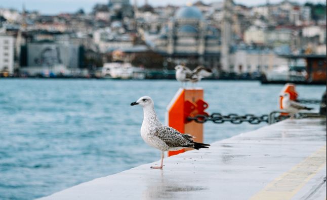 Rıhtımda Martı Gözlemi