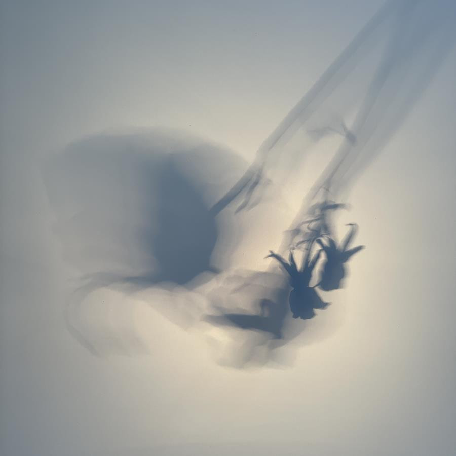 Graceful Elegant Beasts