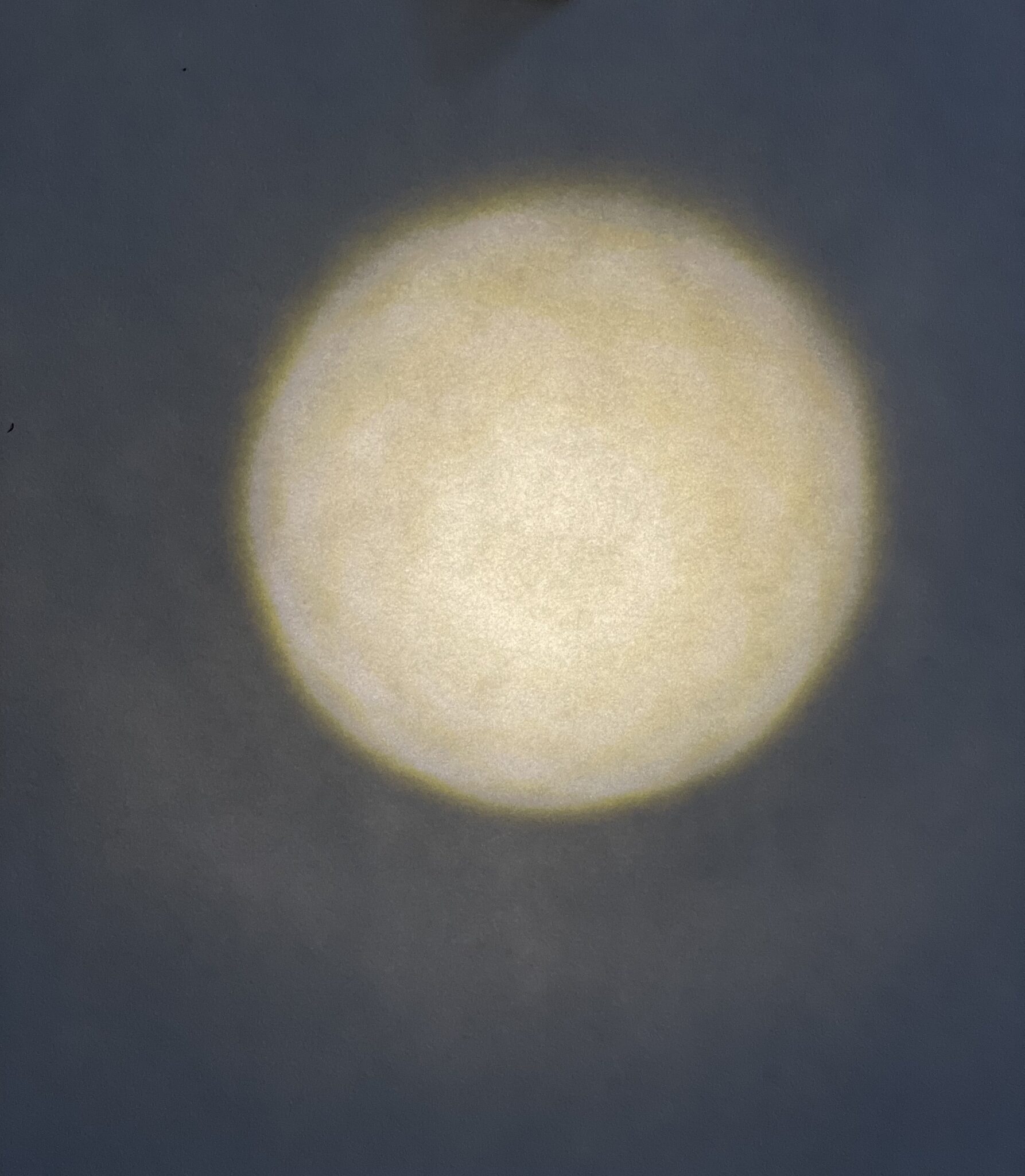 Graceful Elegant Beasts-2