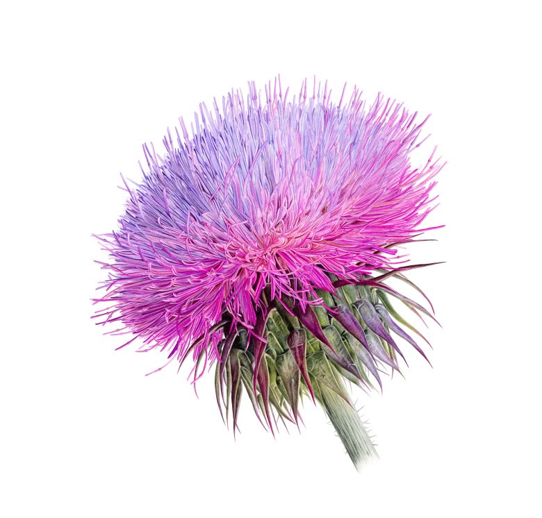 Anadolu’nun Bitki Mirası